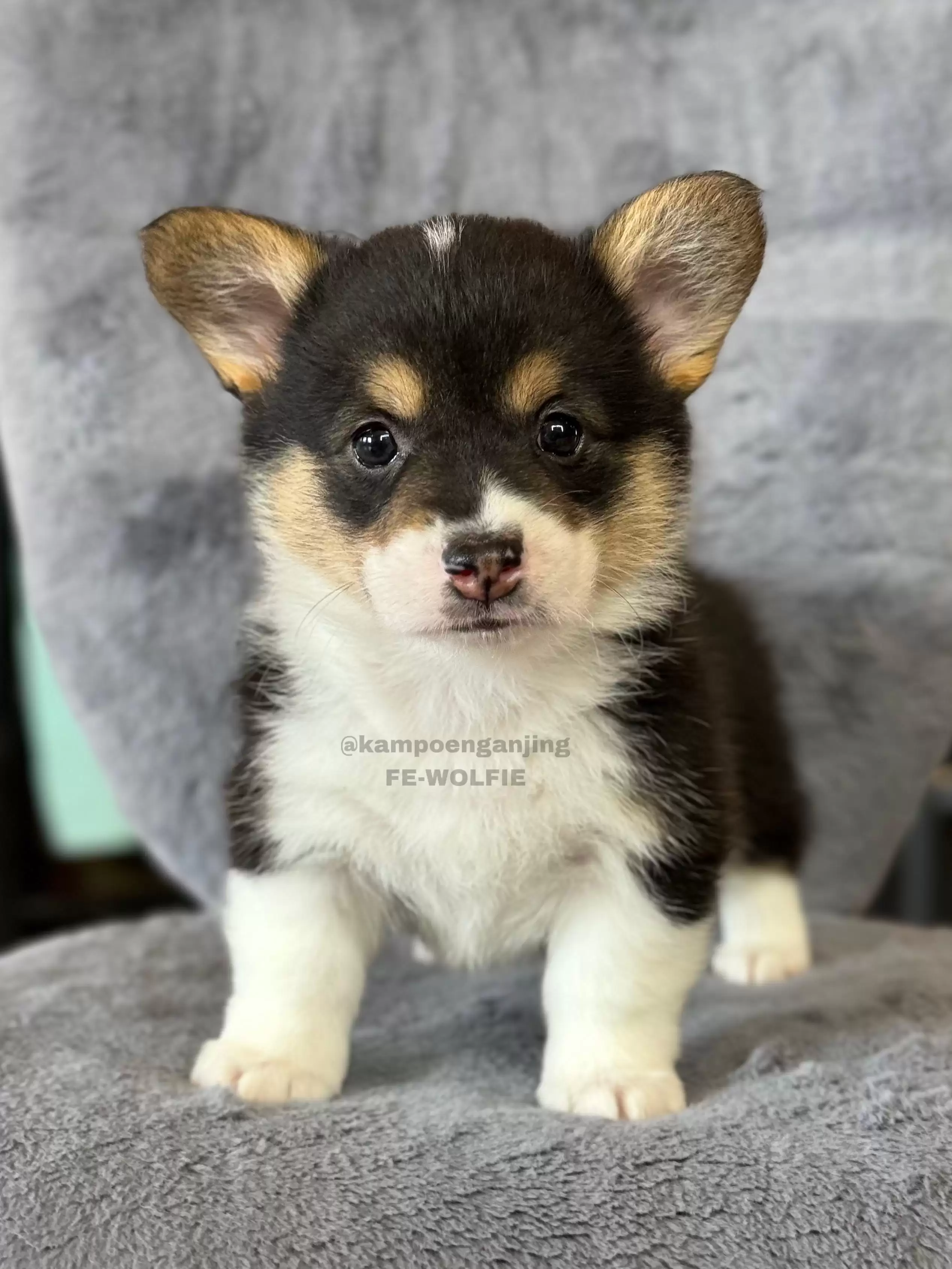 Pembroke welsh corgi - Category - Dog Society Kennel Bali